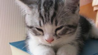 【安卓】最终幻想15 FINAL FANTASY XV口袋版