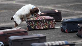 英国警犬嗅出5千万走私烟 黑帮悬赏22万要其”狗头”