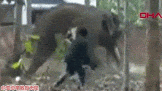 愤怒大象暴打人【重口味可能造成不适！！！谨慎进入】
