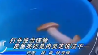 叶云凤，西安电视台女记者，因报道“肉灵芝”一时间爆红网络……被网友称为史上“最萌女记者”。