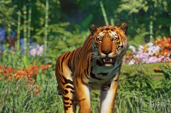 《动物园之星》增添新物种华南虎MOD[支持v1.13版]电脑版下载