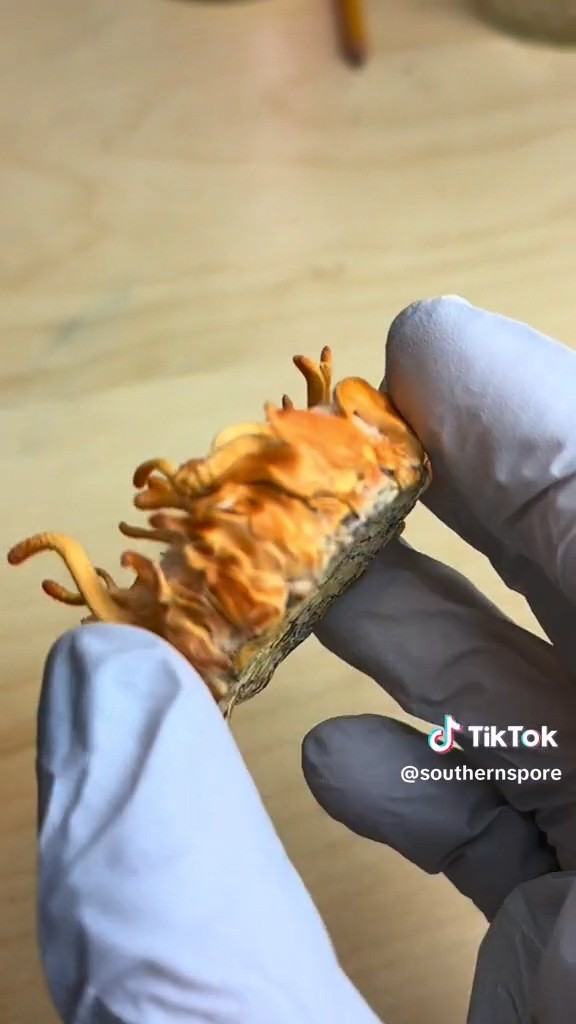 真实版最后生还者？