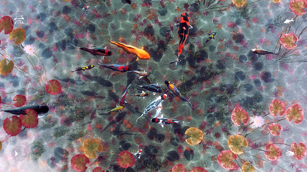 《我的锦鲤池 My Koi》中文版百度云迅雷下载13764963